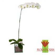 [Flora Flores R$139,00[3].jpg]
