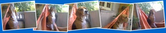 Ver Feliz cumple Tobi