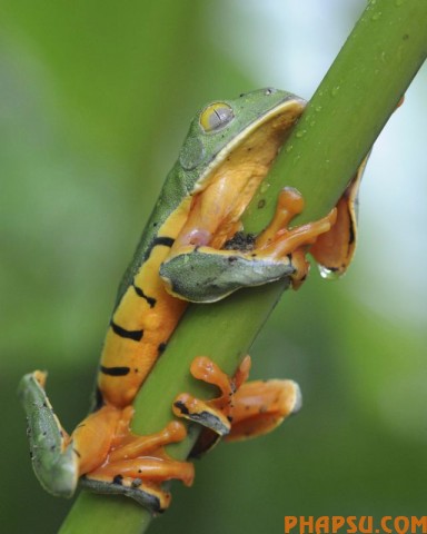 animals_217_11.jpg