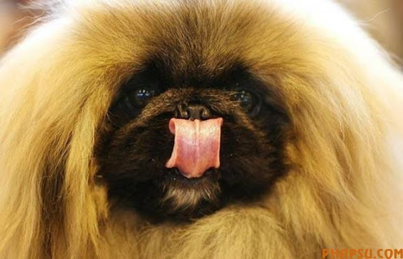 animals_217_28.jpg