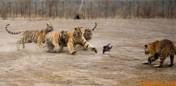 tigers_vs_bird_04.jpg