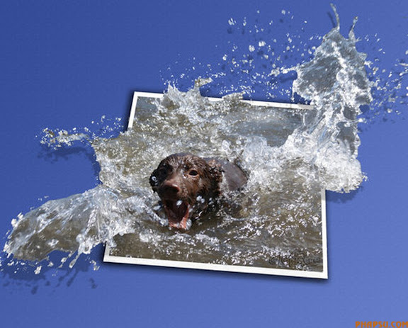 dog.jpg