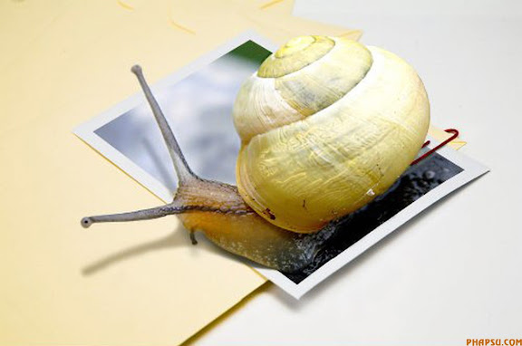 snail.jpg