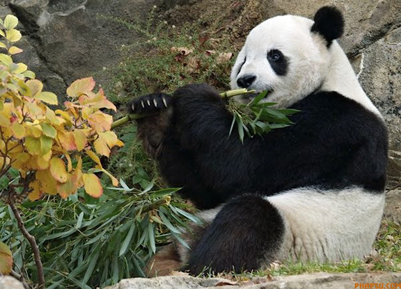 WHEN YOU HAVE A VERY RESPONSIBLE JOB, THAT OF A GUIDE DOG, YOU MUST LEARN TO RISE ABOVE THE TEMPTATION THAT IS THE FELINE SPECIES. THUS YOKO, WHO IS BEING TRAINED TO BE A GUIDE DOG, REMAINS OBLIVIOUS TO THE ACTIONS OF LEO THE CAT. LEO IS 'EMPLOYED' BY THE GUIDE DOGS FOR THE BLIND TRAINING CENTRE IN ESSEX TO STAND AROUND AS DOGS LIKE YOKO GO THROUGH THEIR SCHOOLING, TO TRAIN THE DOGS NOT TO BE DISTRACTED AND GO CHASING THE CATS!
