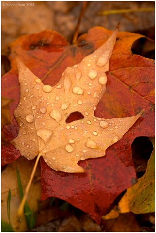 [melancholy_autumn[1][4].jpg]