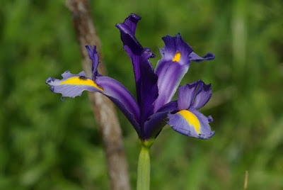 Iris Family Iridaceae Nature Sightings