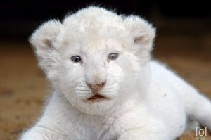 [Pretty_White_Lion_Cub[12].jpg]