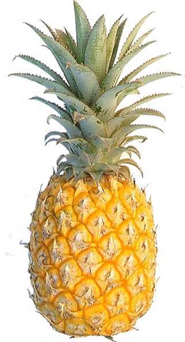 [pineapple[15].jpg]