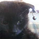 [pierced-kitten[5].jpg]