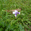 native back lawn