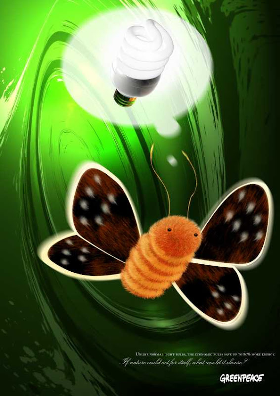 The shone butterfly Butterfly