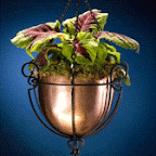 Decorative Planters
