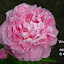 Paeonia 'Sarah Bernhardt'