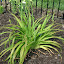 Hemerocallis East Pool NOID 1