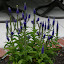 Veronica 'Sunny Border Blue'