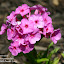 Phlox_shortwood