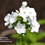 Phlox_shortywhite