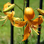 Lilium, Asiatic 'Shrimp Tiger'
