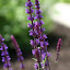 Salvia 'Caradonna'