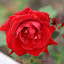 Rosa 'Don Juan'