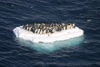 Save the Arctic Penguins!