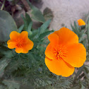 Orange Flower