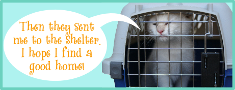 stray cat kitten indoor outdoor shelter