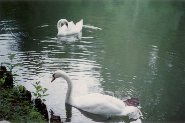 Cisnes