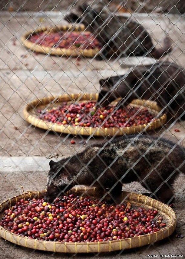 [pembuatan_kopi_luwak5.jpg]