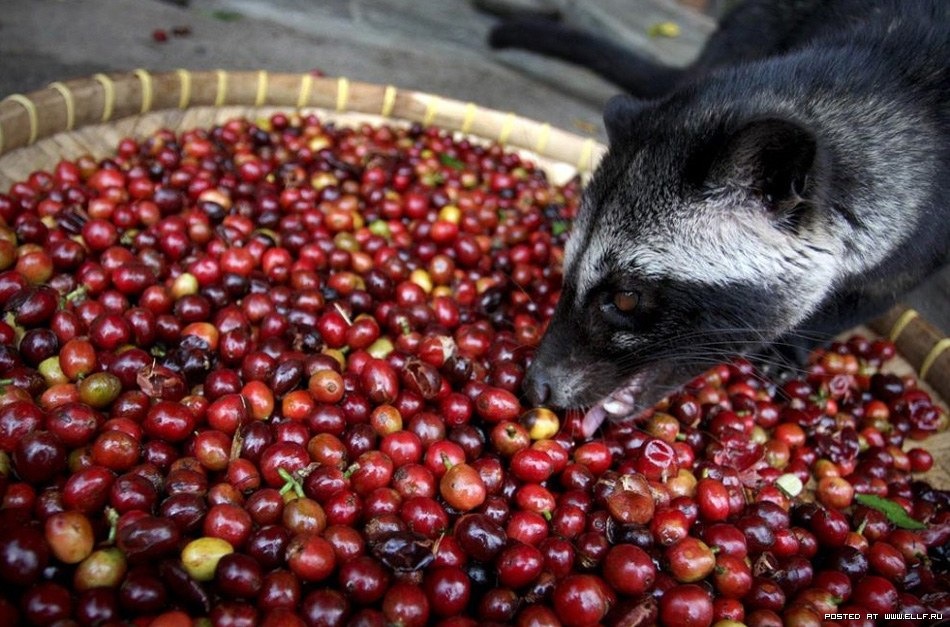 [proses_pembuatan_kopi_luwak8.jpg]
