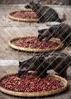 pembuatan_kopi_luwak