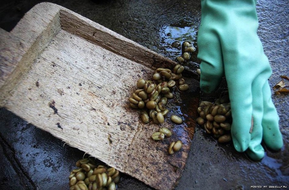 [prosesi_kopi_luwak8.jpg]