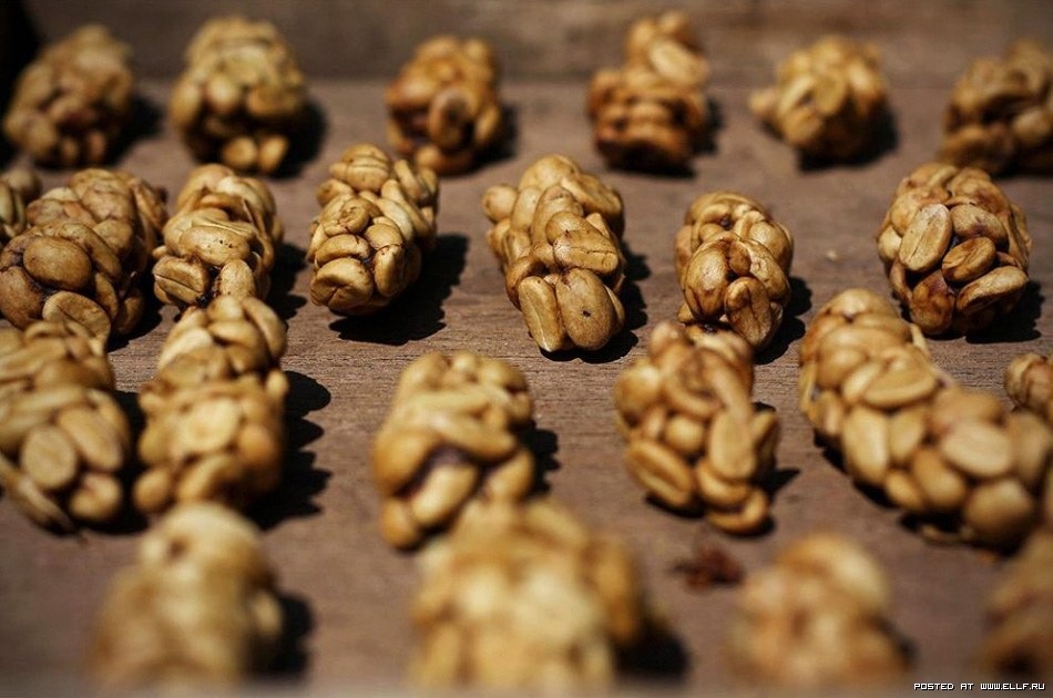 [hasil_fermentasi_kopi_luwak6.jpg]