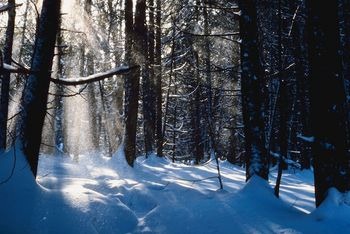 [sun in winter trees[3].jpg]