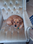 Lazy Dog Two