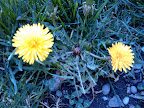 Dandilions