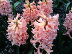 Tulip festival flowers