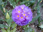 Not tulips, but at the festival