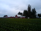 At the farm-izzle