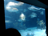 2009-08-22 11.38.09.jpg
