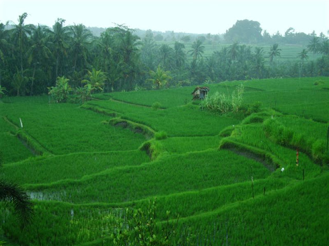 Arrozal