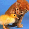 [sweet_cat_and_chicken[2].gif]