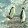 [penguin[2].gif]