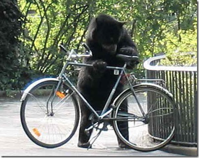 funny_bear_bike