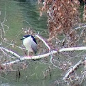 Black-crowned night heron