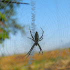 Writing Spider
