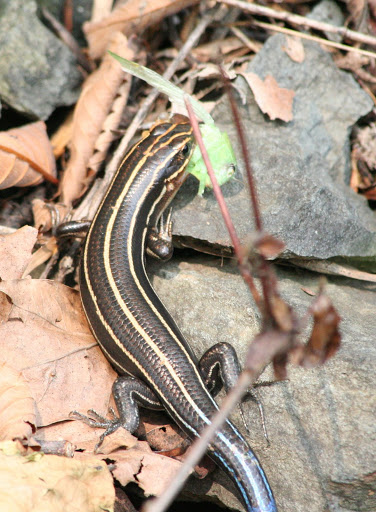 Reptiles_and_Amphibians