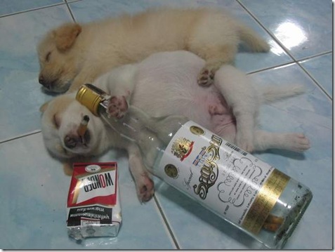 dog2