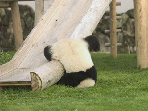 [panda[3].jpg]