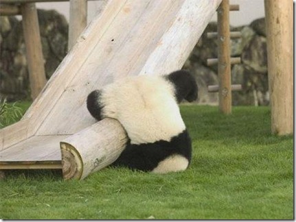 panda